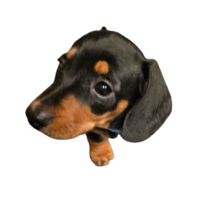 Benji the office dog at Lothian Domestics